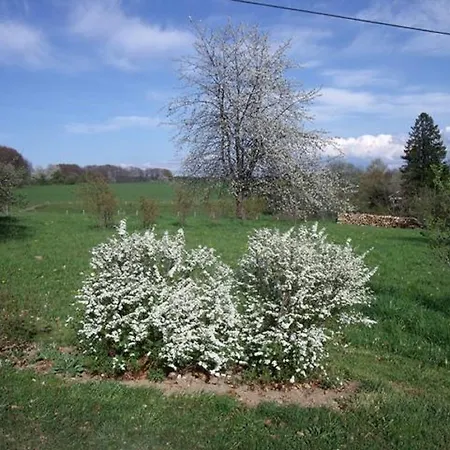 Les Hirondelles